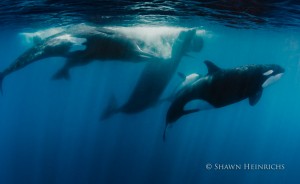 Orcas Vs Sperm Whales 